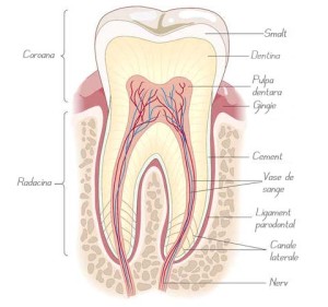 healthy-tooth01